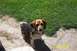 1996 Ford Bronco - My Beagle Sarah