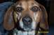 1996 Ford Bronco - A beagle's face fills the frame, with its large brown eyes and floppy ears prominent.