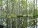 1979 Ford Bronco - A swampy area with tall cypress trees and their reflections in the water.