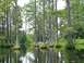1979 Ford Bronco - A swamp scene with cypress trees and a small building reflected in the water.