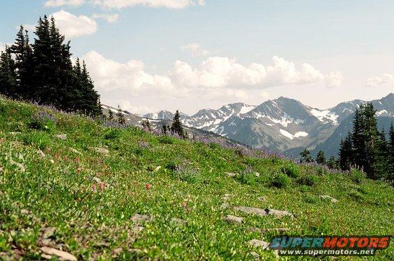 a-purple-landscape.jpg Lupin blooming high atop the mtns