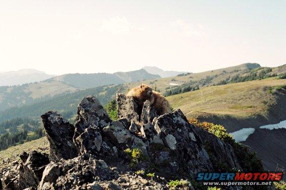 a-mtn-marmot.jpg With gardens are marmots