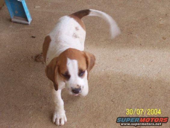Beagle puppy with brown and white markings on a sandy surface