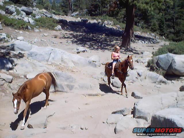 Two horses in a rocky, wooded area; one horse is ridden by a person