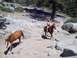 1976 Ford F-100 - A person rides a horse through a rocky, outdoor landscape with another horse nearby.