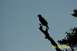1979 Ford Bronco II - A bird is silhouetted on a branch, with a website address visible at the bottom right.