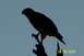 1979 Ford Bronco II - A hawk is silhouetted against the sky while perched on a branch, with a watermark visible at the bottom right.