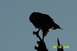1979 Ford Bronco II - A hawk is perched on a branch, silhouetted against a clear sky.