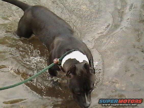 Black dog wading in shallow water, wearing a collar with white markings