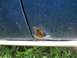 1967 Ford Mustang - This vehicle shows significant rust damage on its lower door panel, indicating potential structural issues.
