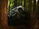 1990 Ford Bronco - A white Jeep Wrangler tackles a challenging off-road course deep within a dense forest.