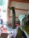 1990 Ford Bronco - A freshly painted exhaust pipe hangs in a garage, awaiting installation on a vehicle.