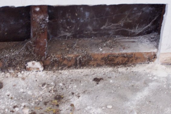 100_0274.jpg Dust, termite poop, insect skeketons