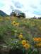 2000 Ford Excursion - Yes it is on a road and not the flowers...shhheeezz!