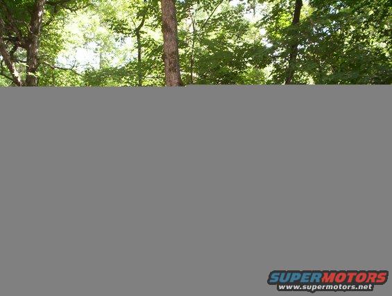 Watermark on a photo of trees