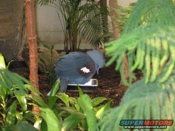 Blue bird with fancy head feathers drinks from a metal dish in a zoo enclosure with plants