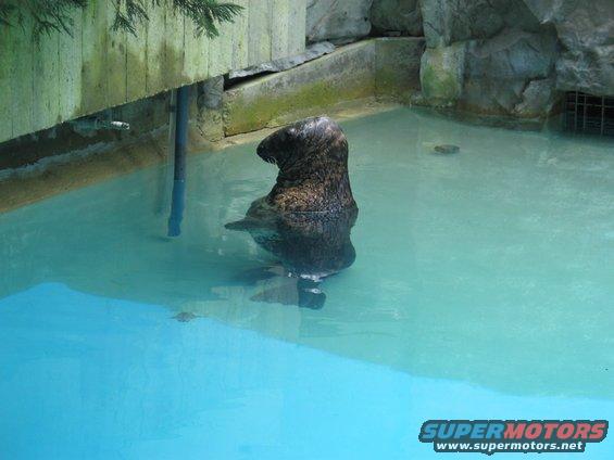 Seal sitting in a pool of blue water, with wooden and rock structures around it
