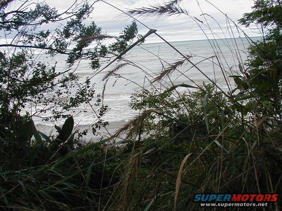 Overcast sky above choppy water, seen through tall grass and leafy branches