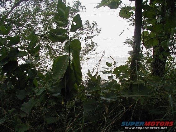 Overgrown foliage with a body of water in the background
