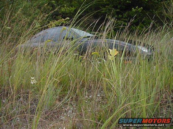 Car mostly hidden by tall grass and weeds