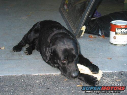 img_0048.jpg my black lab, balloo