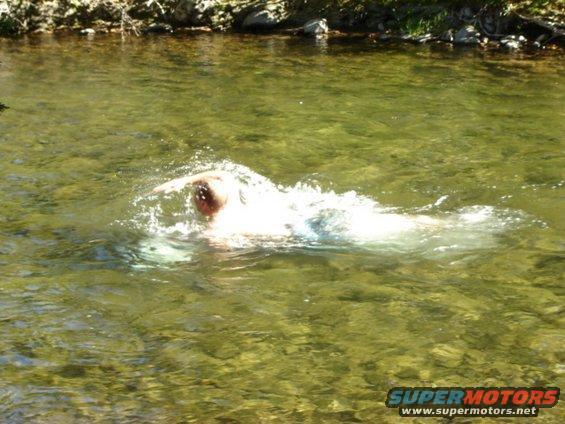 fordyce-008.jpg Going for a swim