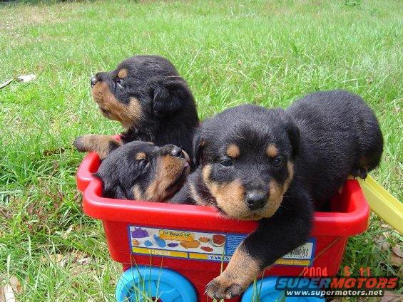 Four puppies in a red toy wagon on grass