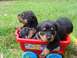 1982 Ford Bronco - Four adorable puppies are together in a bright red toy wagon, enjoying a sunny day outdoors.