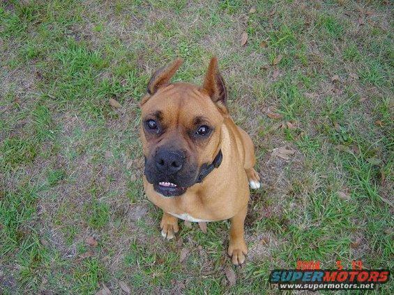 Brown dog with black collar sitting on grass