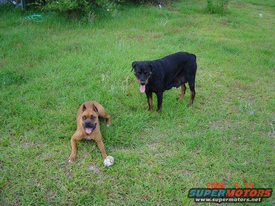 Brown dog lying down with a ball, black dog standing behind it. Both dogs are in a grassy yard