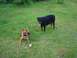 1982 Ford Bronco - Two dogs are in a grassy area, one lying down with a toy and the other standing.