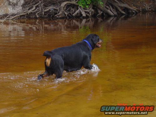 Rottweiler dog walking in shallow water with blue collar