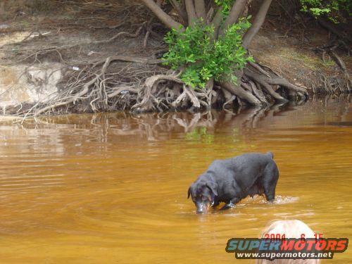 Dog drinking water by a muddy riverbank with exposed tree roots and a person's head in the foreground. Watermark reads 'SUPERMOTORS.NET 2004-6-15'