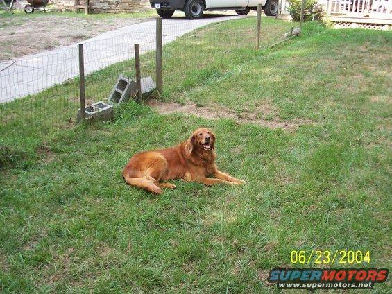 Golden retriever lying on grass with a white truck partially visible in the background