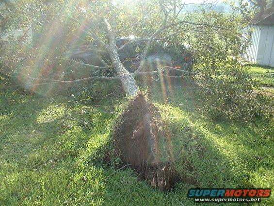 Fallen tree covering a car in a grassy yard with a building in the background