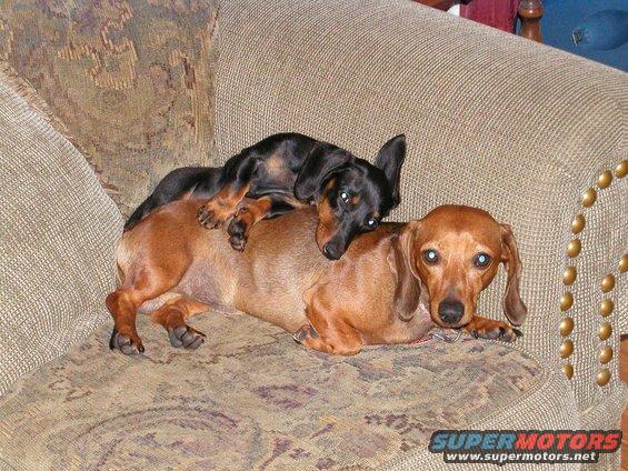 Two dachshunds, one black and one brown, are piled on top of each other on a couch