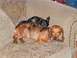 1989 Ford Bronco - A pair of dachshunds relax together on a patterned couch, with one dog resting on top of the other.