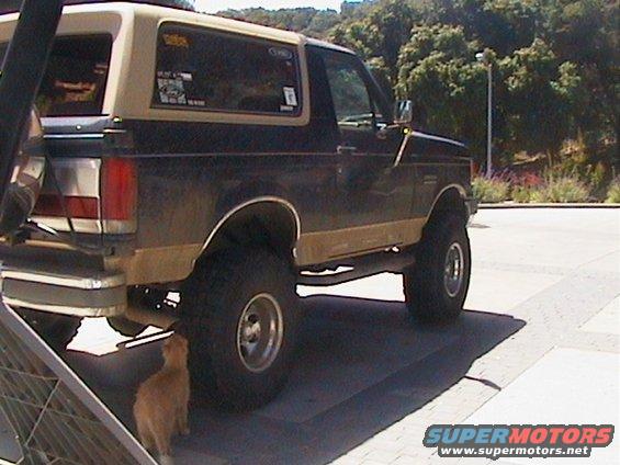truckandcat.jpg 
