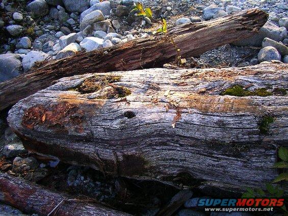 I showed that log who is boss.