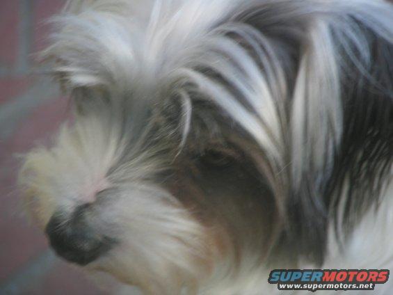 close-up of a dog's face with long fur