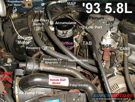 5.8l-right.jpg V8 Engine Bay
IF THE IMAGE IS TOO SMALL, click it.

[url=https://www.supermotors.net/vehicles/registry/media/894688][img]https://www.supermotors.net/getfile/894688/thumbnail/intakev8efi.jpg[/img][/url] . [url=https://www.supermotors.net/registry/media/624513][img]https://www.supermotors.net/getfile/624513/thumbnail/58lexploded.jpg[/img][/url] . [url=https://www.supermotors.net/registry/media/252396][img]https://www.supermotors.net/getfile/252396/thumbnail/secondaryair50l.jpg[/img][/url] . [url=https://www.supermotors.net/registry/media/252398][img]https://www.supermotors.net/getfile/252398/thumbnail/secondaryair58l.jpg[/img][/url] . [url=https://www.supermotors.net/vehicles/registry/media/589993][img]https://www.supermotors.net/getfile/589993/thumbnail/secondaryair.jpg[/img][/url] . [url=https://www.supermotors.net/vehicles/registry/media/894687][img]https://www.supermotors.net/getfile/894687/thumbnail/vaclinesefi.jpg[/img][/url] . [url=https://www.supermotors.net/registry/media/1167220_1][img]https://www.supermotors.net/getfile/1167220/thumbnail/hvacwiring-9296.jpg[/img][/url]

MAP sensor is [url=https://www.amazon.com/dp/B004A2BE9K/]Motorcraft CX-2403[/url]

Blower Fan - [url=https://www.supermotors.net/registry/media/768018][img]https://www.supermotors.net/getfile/768018/thumbnail/53squirrelcage.jpg[/img][/url]

Blower Motor Resistor - [url=https://www.supermotors.net/registry/media/767950][img]https://www.supermotors.net/getfile/767950/thumbnail/resistor.jpg[/img][/url]

Recirc Motor Vacuum Line - [url=https://www.supermotors.net/registry/media/767412][img]https://www.supermotors.net/getfile/767412/thumbnail/recircline.jpg[/img][/url]

EVP - [url=https://www.supermotors.net/registry/media/741003][img]https://www.supermotors.net/getfile/741003/thumbnail/evpgraph.jpg[/img][/url]

The 4 vent holes between the pair of ribs on the front of the alternator indicate it's a 95A version of the 3G. [url=https://www.supermotors.net/registry/media/1079023][img]https://www.supermotors.net/getfile/1079023/thumbnail/3gs.jpg[/img][/url]