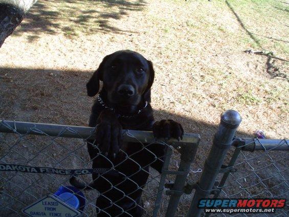 up on the fence