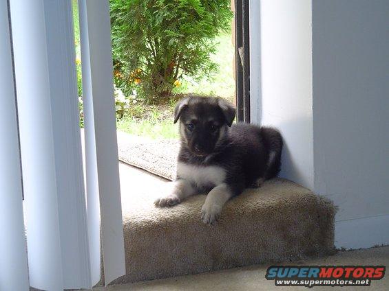 dsc01165.jpg Berlin 6 weeks