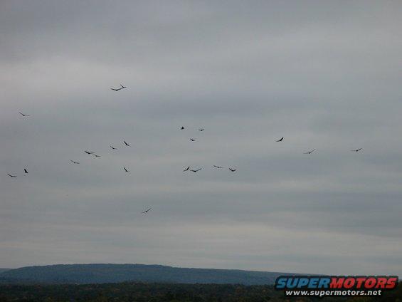 img_2887.jpg Hawks