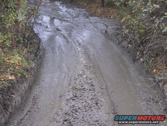 Muddy road with tire tracks and fallen leaves, surrounded by trees and brush