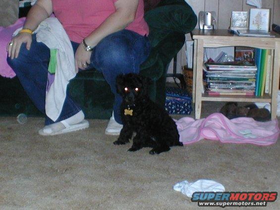 Black poodle dog with glowing eyes sits on carpet near a person's legs and a side table with books