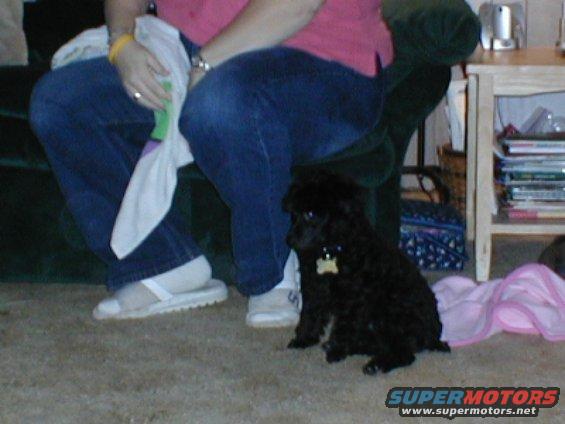 black poodle puppy sitting on floor next to person's legs
