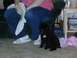 1997 Ford Expedition - A small black poodle puppy sits patiently on the carpet next to a person's legs.