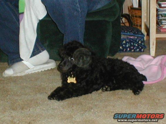 Black poodle dog with a bone-shaped tag lies on a carpet near a person's legs and a green chair
