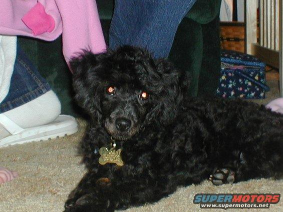 Black poodle dog with a bone-shaped tag